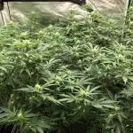 Purple Punch 00 Indoor Scrog Fall