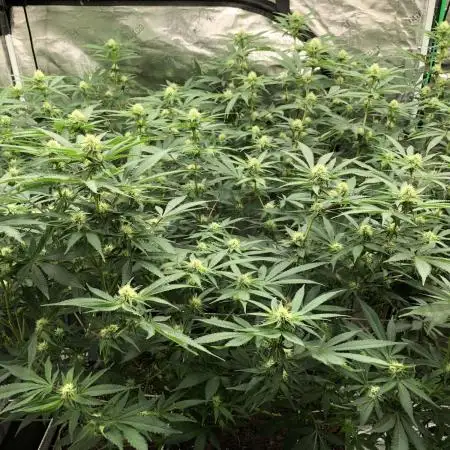 Purple Punch 00 Indoor Scrog Fall