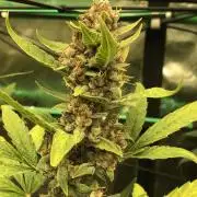 Purple Dream Auto Indoor Late Summer