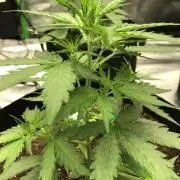Gorilla Auto Fast Buds Indoor Spring 26