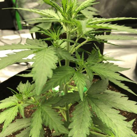 Gorilla Auto Fast Buds Indoor Spring 26