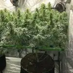 Euphoria Divine Seeds Indoor Fall