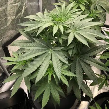 Vlad The Inhaler Sensi Indoor Fall