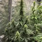 Mikromachine Auto Indoor Late Summer