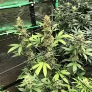 Purple Dream Auto Indoor Late Summer