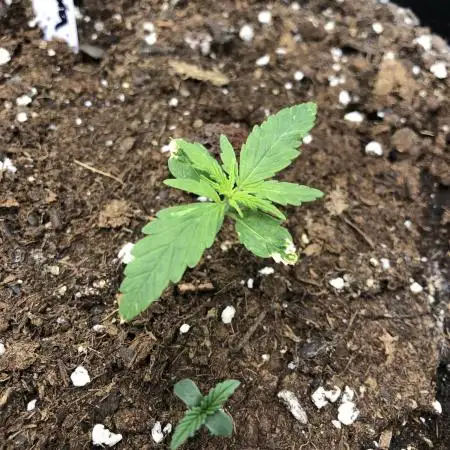 Euphoria Divine Seeds Indoor Fall