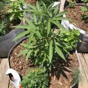OG Kush Auto Outdoor Spring 26"