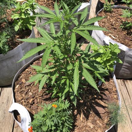 OG Kush Auto Outdoor Spring 26"