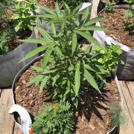 OG Kush Auto Outdoor Spring 26"