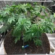 Lemonchello Haze Seedsman Indoor Summer