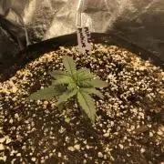Mikromachine Auto Indoor Late Summer