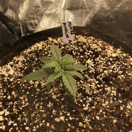 Mikromachine Auto Indoor Late Summer