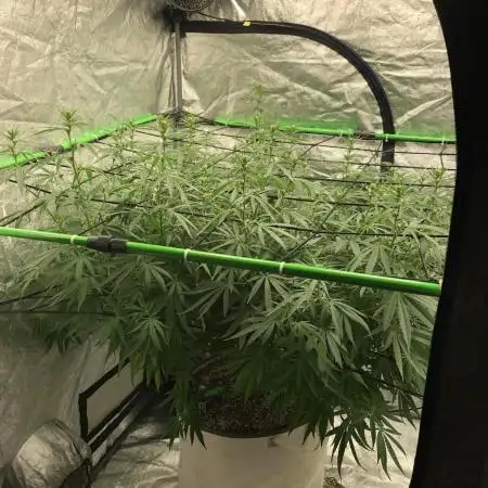 WSE Purple Haze Indoor 4x4 Summer