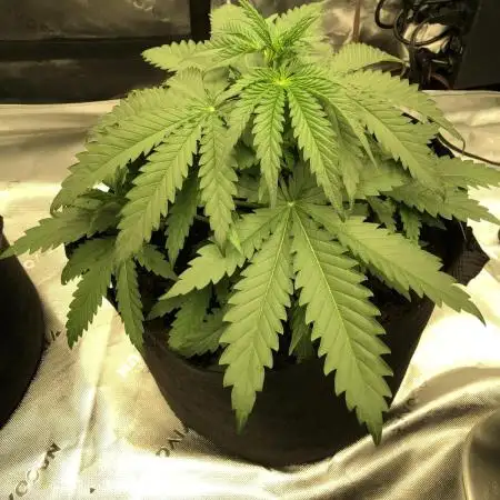 Critical Purple Kush Seedsman Indoor