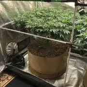 Lemonchello Haze Seedsman Indoor Summer