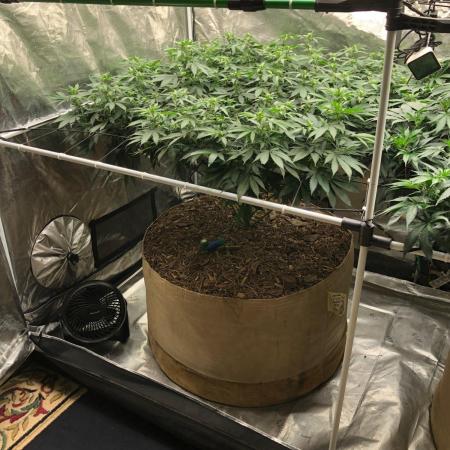 Lemonchello Haze Seedsman Indoor Summer