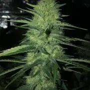 White Domina Kannabia Indoor Spring 26
