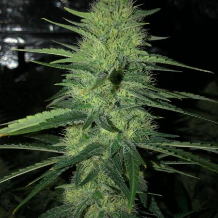 White Domina Kannabia Indoor Spring 26