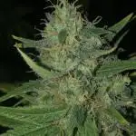 WSE Purple Haze Indoor 4x4 Summer