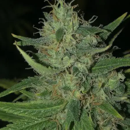 WSE Purple Haze Indoor 4x4 Summer