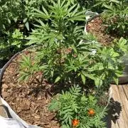 Maui Wowie Auto Outdoor Spring 26'