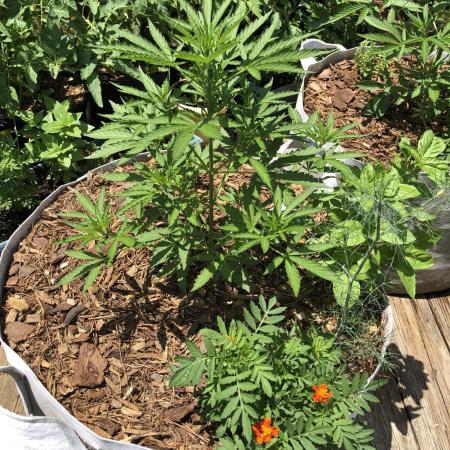 Maui Wowie Auto Outdoor Spring 26'