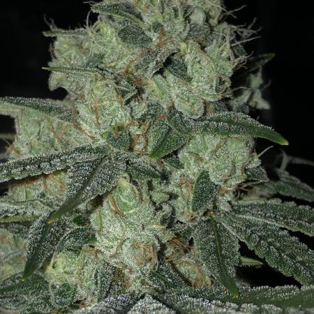 Witches Wedding Seedman Indoor Fall