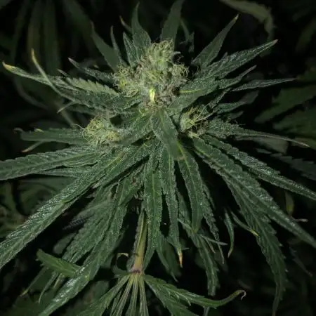 Ganja Farmer Grandaddy Black Indoor 4x4
