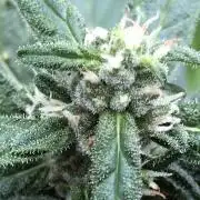 Big Jack Auto Outdoor Spring 26'