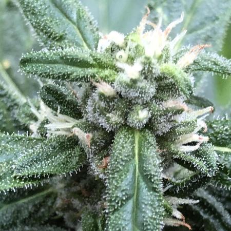 Big Jack Auto Outdoor Spring 26'