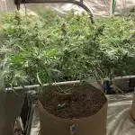 Purple Punch 00 Indoor Scrog Fall