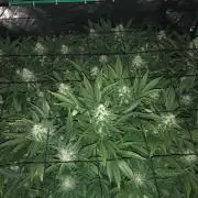 Karibbean Mango Indoor Spring 26