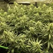 Critical Purple Kush Seedsman Indoor