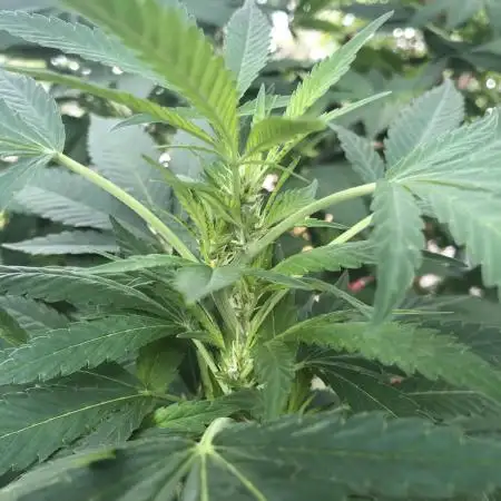 Seedsman Peyote Gorilla First Outdoor
