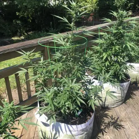 Divine Seeds Big Demon Auto Outdoor