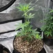 Purple Dream Auto Indoor Late Summer