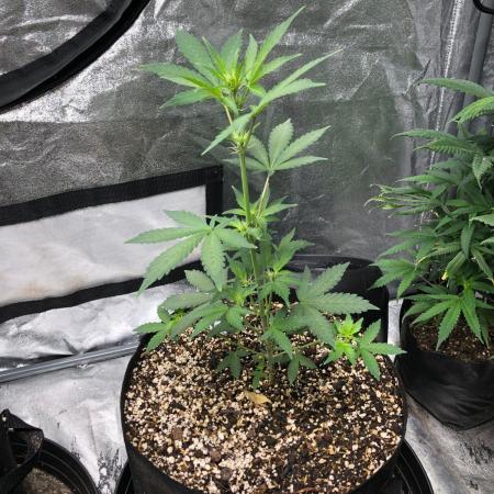 Purple Dream Auto Indoor Late Summer