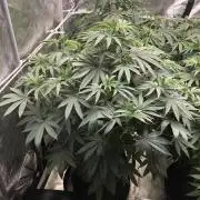 Vlad The Inhaler Sensi Indoor Fall