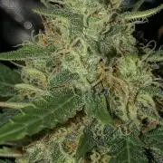 Gorilla Auto Fast Buds Indoor Spring 26