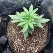 Northern Lights #5 Haze Cinderella 99