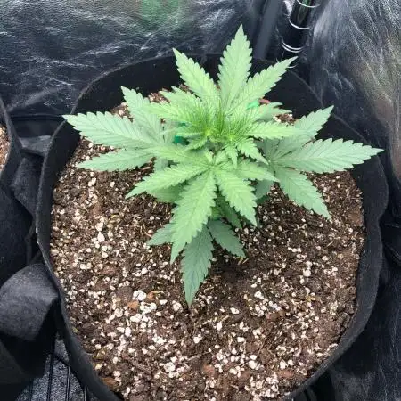 Northern Lights #5 Haze Cinderella 99