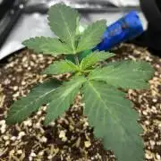Silver Widow Kannabaia Indoor Summer