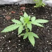 Big Jack Auto Outdoor Spring 26'