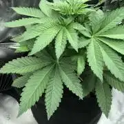 Karibbean Mango Indoor Spring 26