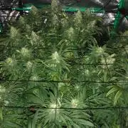 Colombian Jack Kannabia Indoor Spring 26