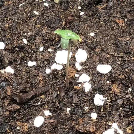 Gorilla Melon Fast Buds Indoor Fall