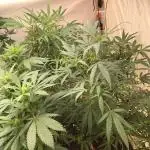 00 Gorilla Fast Indoor Summer