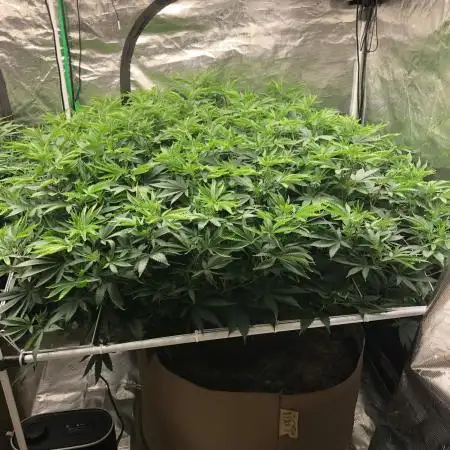 Sweet Seeds Green Poison Indoor 4x4
