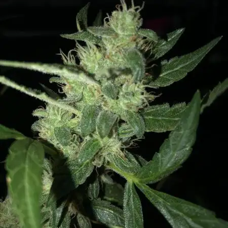 Divine Seeds Big Demon Auto Outdoor