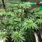 Mexican Sativa Kannabaia Indoor Summer